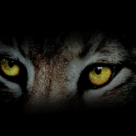 Why Choose Lynx Golf Clubs for Pros and Beginners?