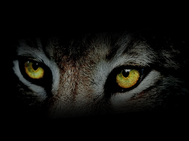 Why Choose Lynx Golf Clubs for Pros and Beginners?