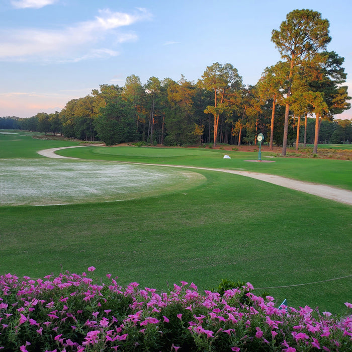 2024 US Golf Open: What to Expect This Week